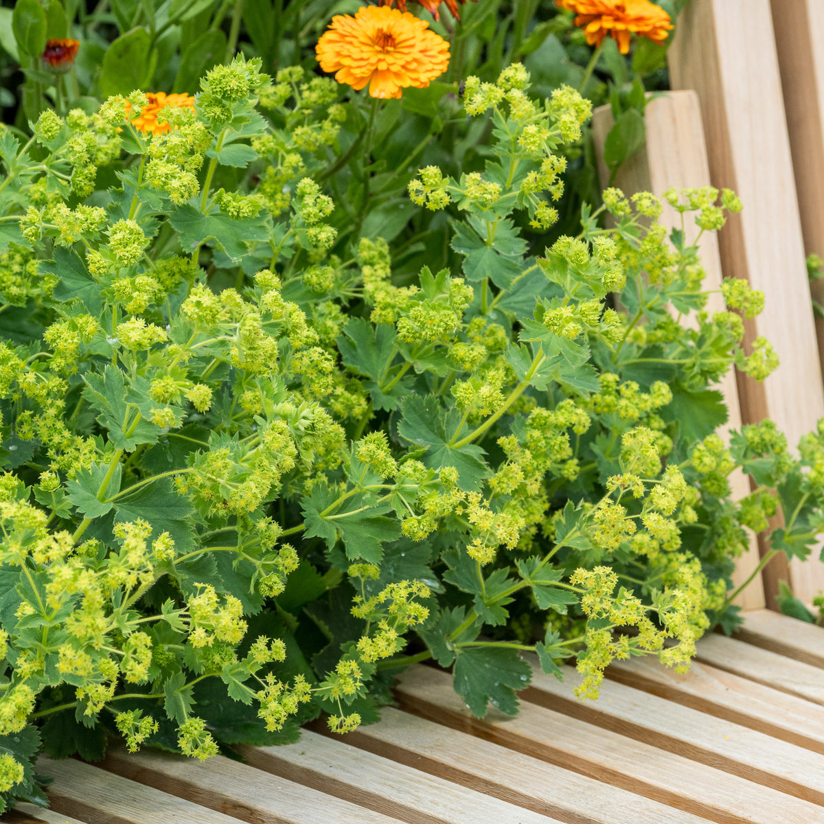 Alchemilla sericata 'Gold Strike' — deeply divided leaves with bright yellow flowers in summer border