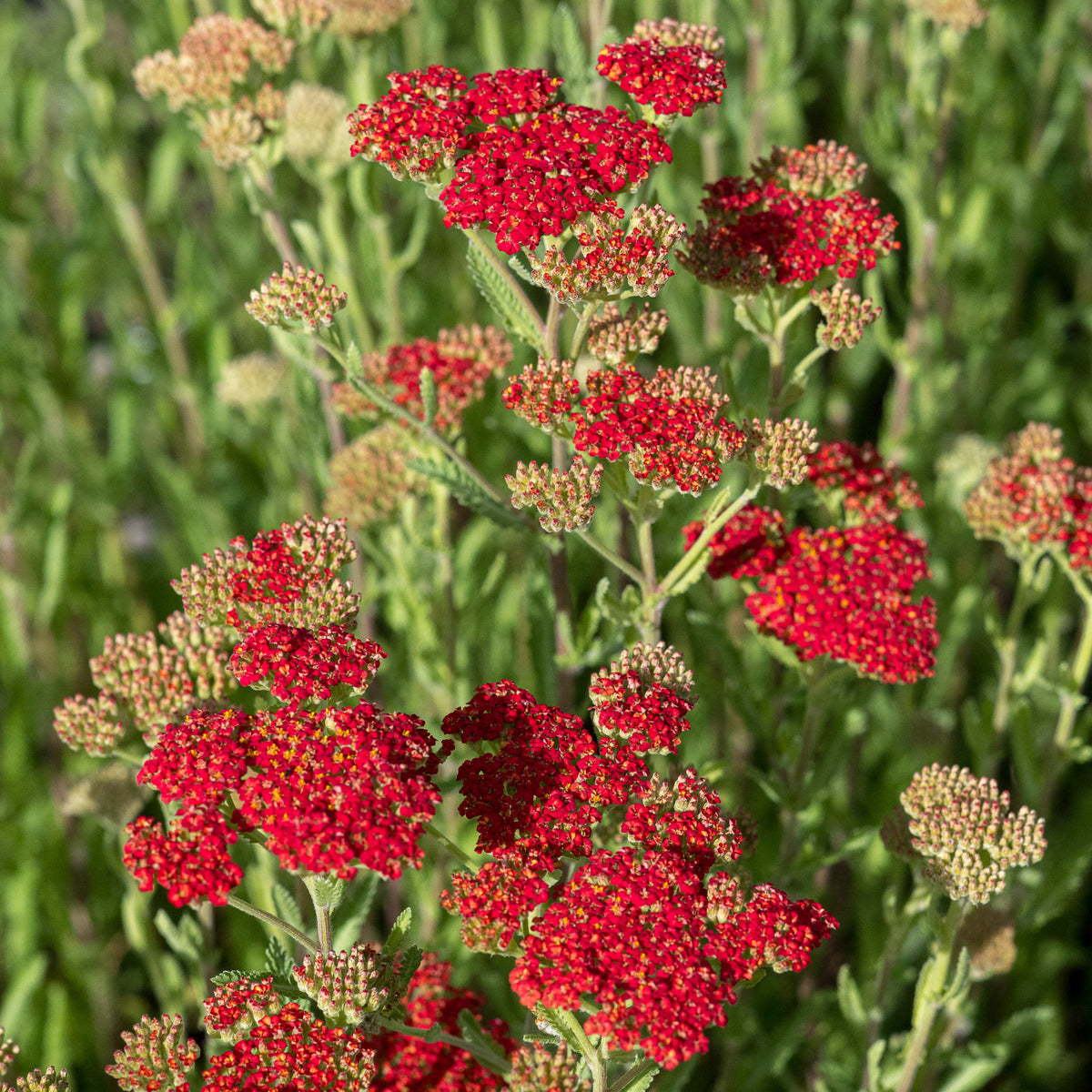 Achillea 'Walther Funcke' — bright orange-red flower clusters with yellow centres over grey foliage, hardy perennial