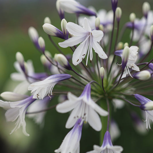 Agapanthus 'Fireworks' — bicoloured trumpet flowers with purple-blue bases and white flaring tips on tall stems in summer