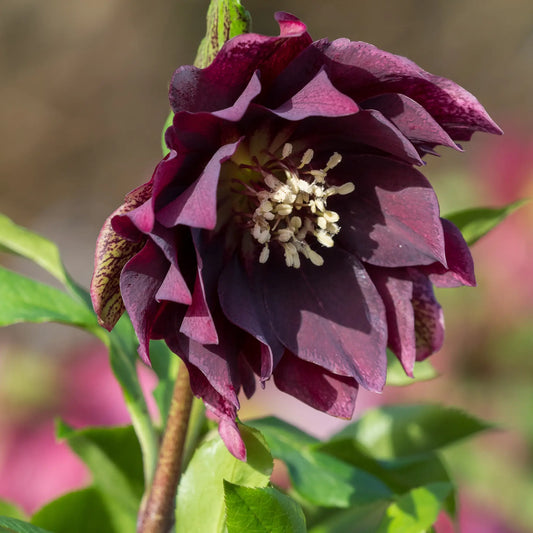 Helleborus × hybridus 'Luisa' (ViV Series) - Hardy's Cottage Garden Plants