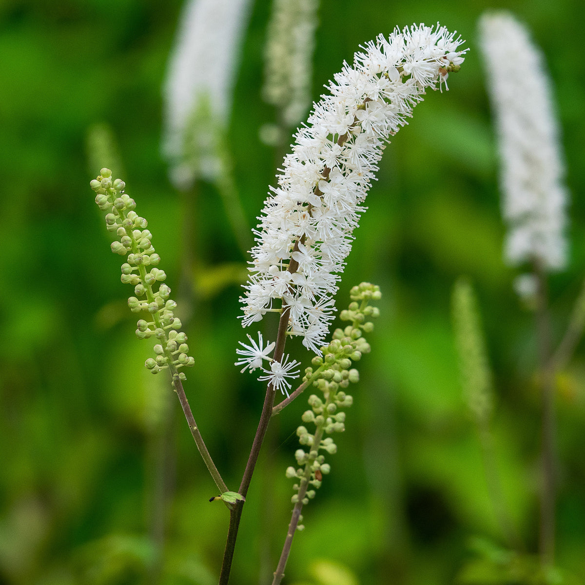 Actaea racemosa — tall creamy white bottlebrush flower spikes over mid-green foliage, RHS AGM woodland perennial