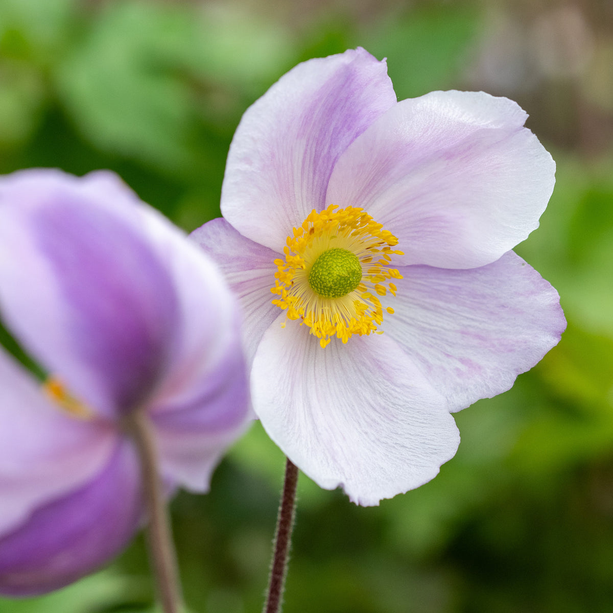 Rosy Hardy Talks 2027: Mid Autumn Flowering Perennials
