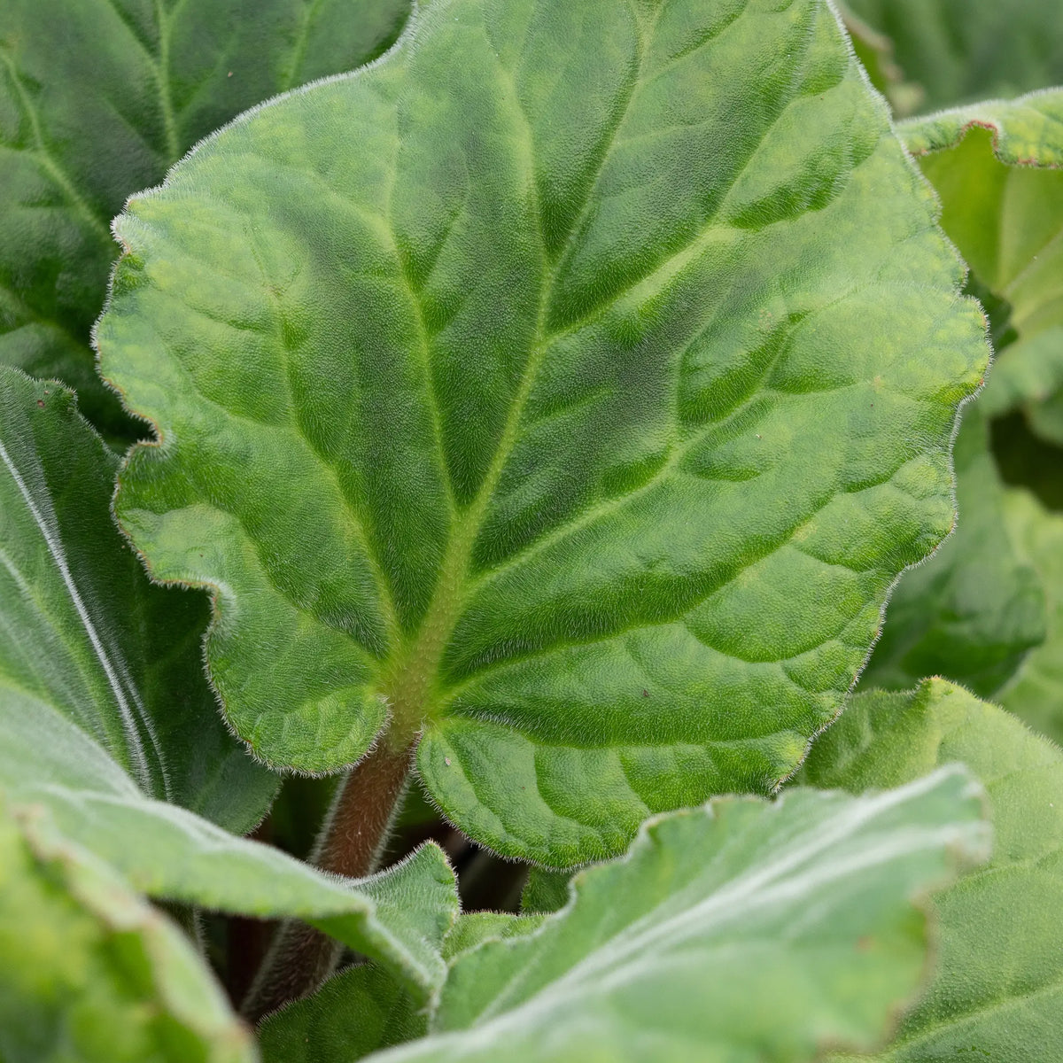 Bergenia ciliata 'Wilton' — large, rounded, hairy leaf showing the distinctive fringed margins