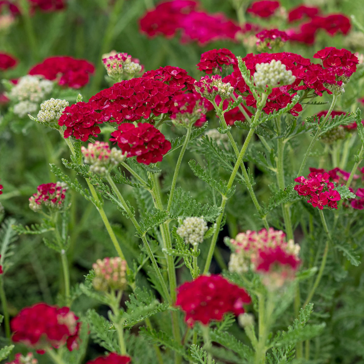 Achillea millefolium 'Pomegranate' — rich cerise-red flower clusters over divided green foliage, hardy perennial