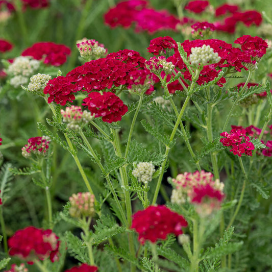 Achillea millefolium 'Pomegranate' — rich cerise-red flower clusters over divided green foliage, hardy perennial