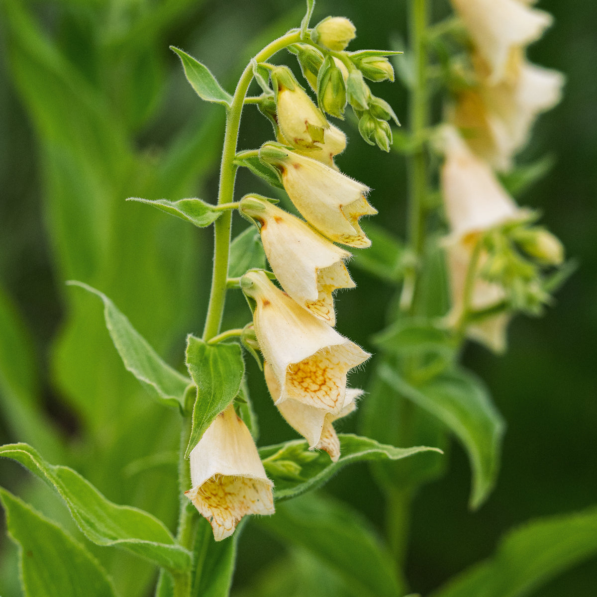 Digitalis grandiflora - Hardy's Cottage Garden Plants