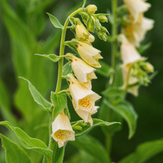 Digitalis grandiflora - Hardy's Cottage Garden Plants