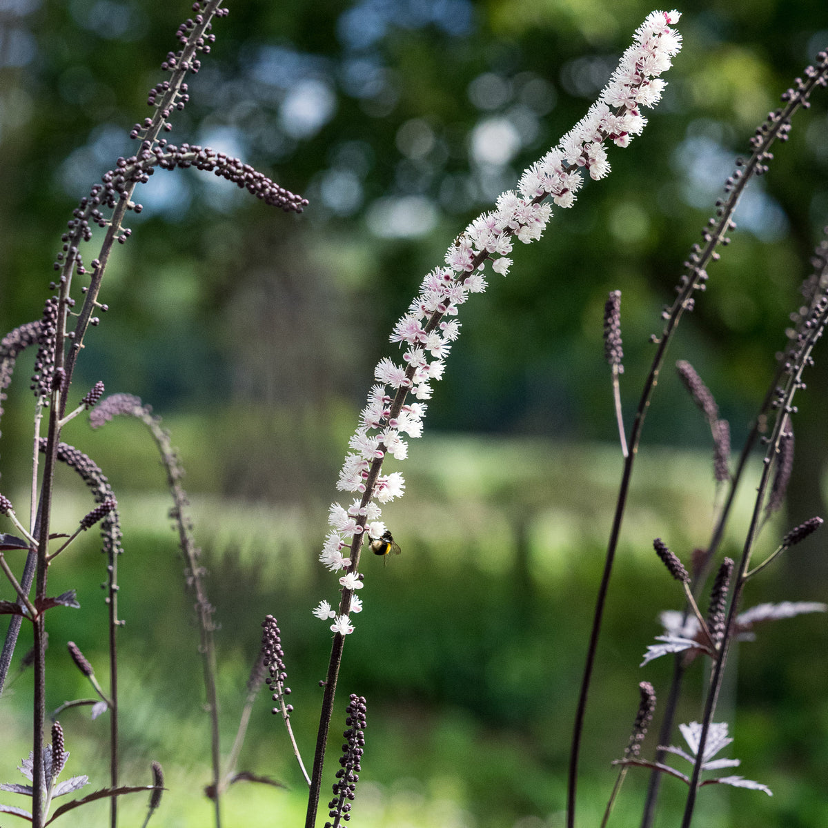 Actaea simplex 'Brunette' — deep purple divided foliage in a shaded border