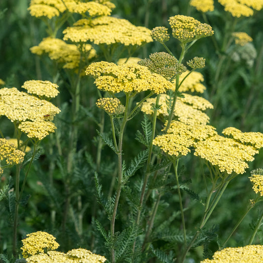 Achillea 'Credo' — soft yellow domed flower clusters on tall stems above grey-green foliage, hardy perennial
