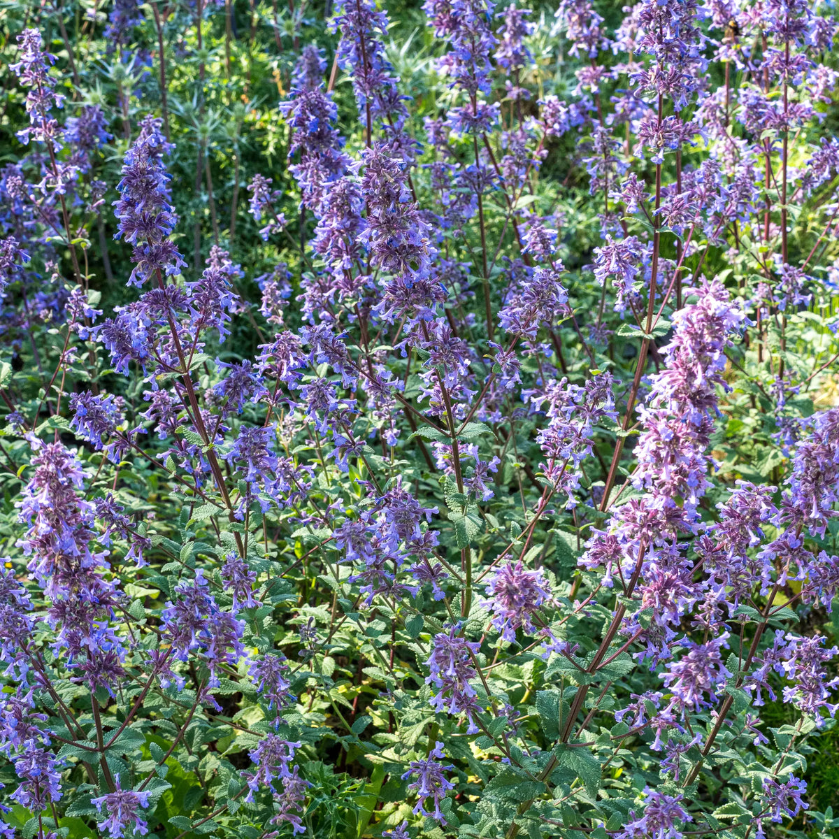 Nepeta grandiflora 'Bramdean' with deep indigo-blue flower spikes on dark stems above grey-green foliag