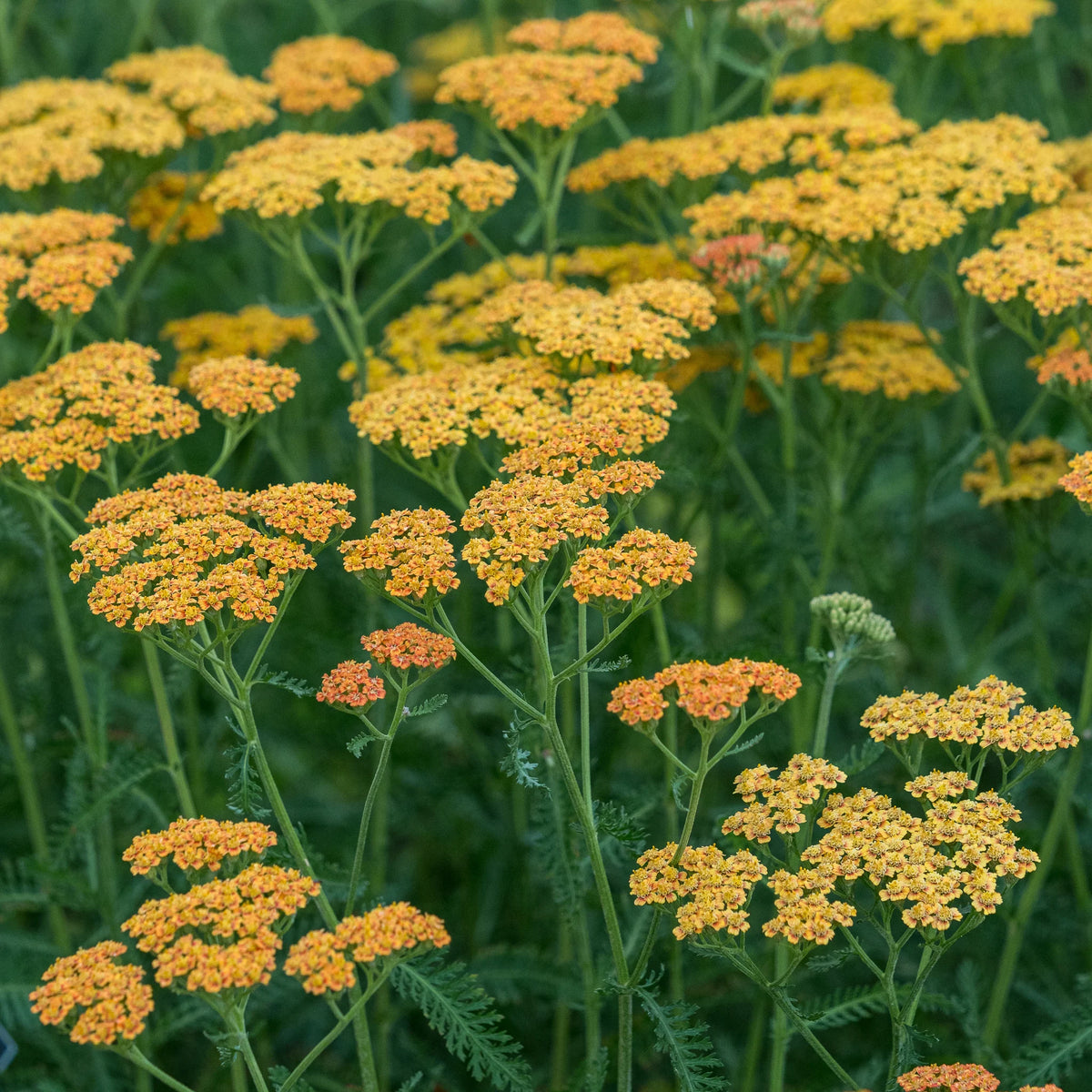 Achillea 'Terracotta' — terracotta orange flower clusters fading to cream over ferny green foliage, hardy perennial