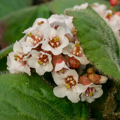 Bergenia ciliata — white flower cluster with rose-red calyces nestled against the hairy, fringed leaf margin