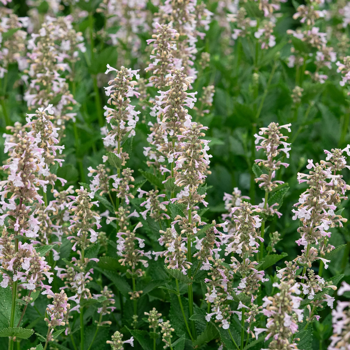 Nepeta grandiflora 'Dawn to Dusk' with soft pink flowers on dark stems above aromatic grey-green foliage