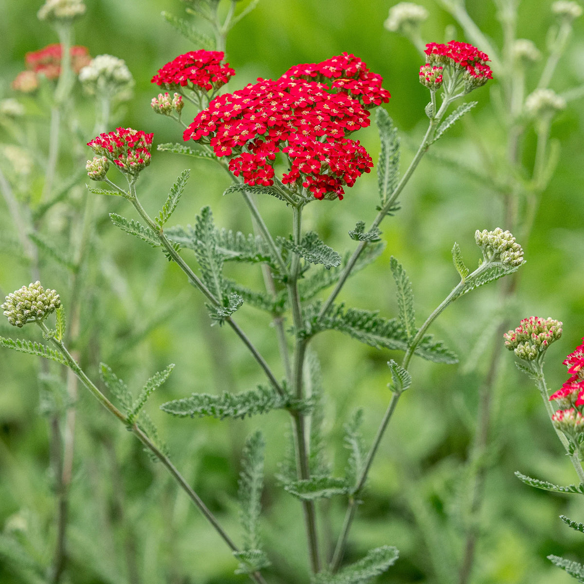 Achillea 'Fanal' — vivid red yarrow flower clusters on tall stems, hardy perennial for hot-coloured borders