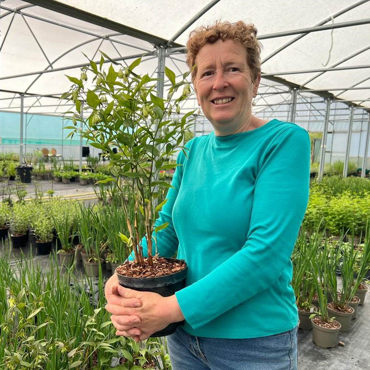 Rosy Hardy Talks 2027: Mid Summer Flowering Perennials