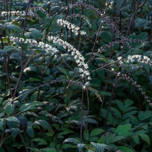 Actaea 'Queen of Sheba' PBR - Hardy's Cottage Garden Plants
