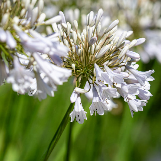 Agapanthus 'Windsor Grey' - Hardy's Cottage Garden Plants