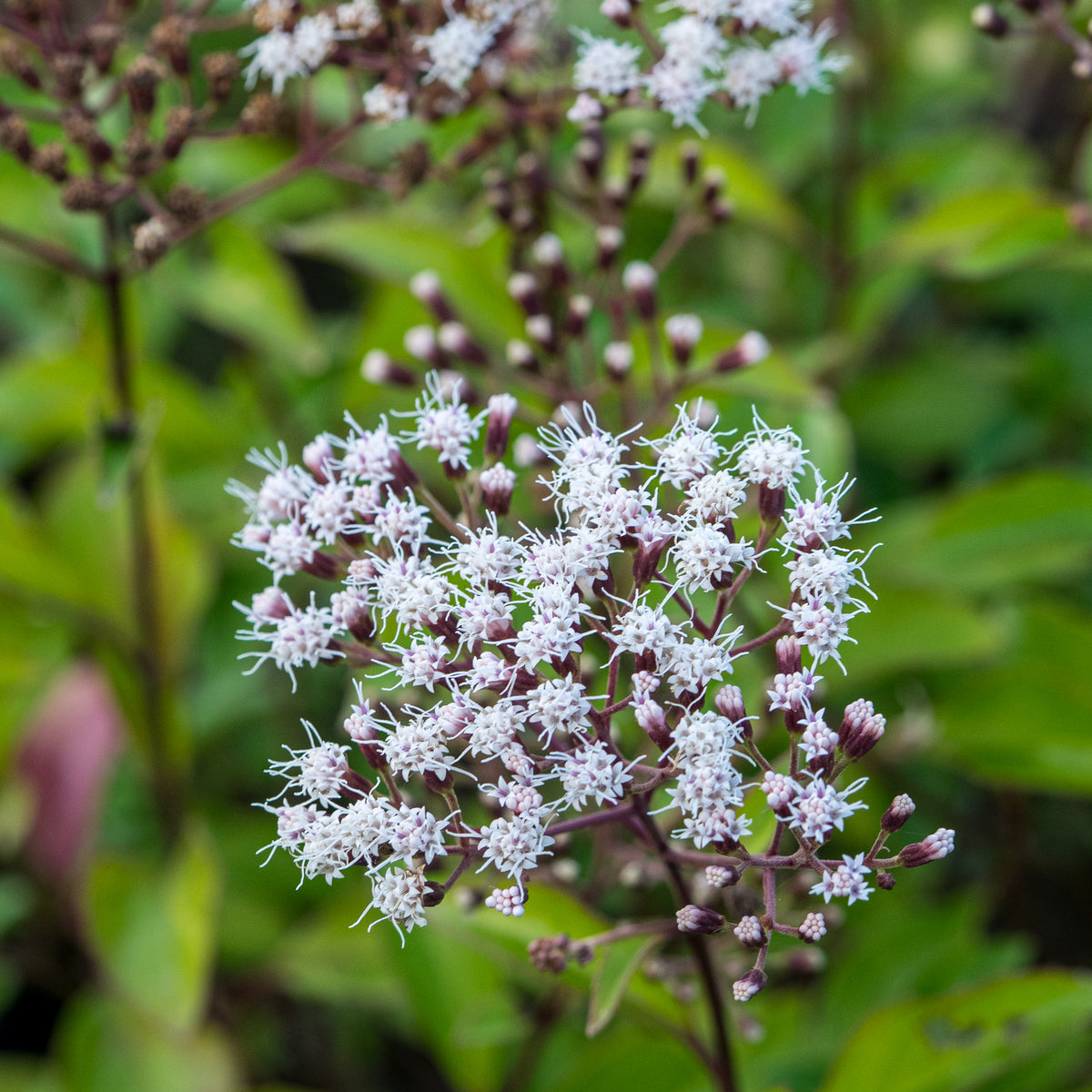 Ageratina 'ligustrina' - Hardy's Cottage Garden Plants