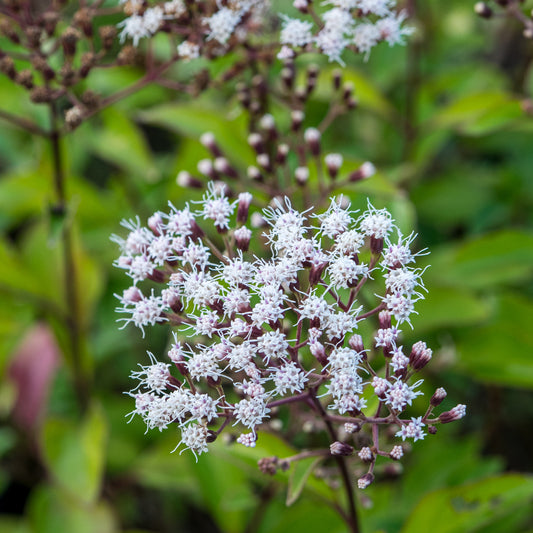 Ageratina 'ligustrina' - Hardy's Cottage Garden Plants