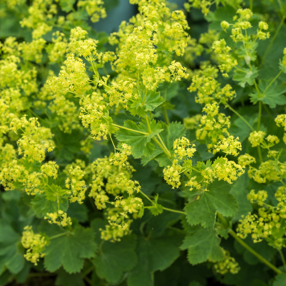 Alchemilla venosa - Hardy's Cottage Garden Plants