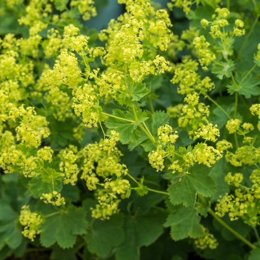Alchemilla venosa - Hardy's Cottage Garden Plants