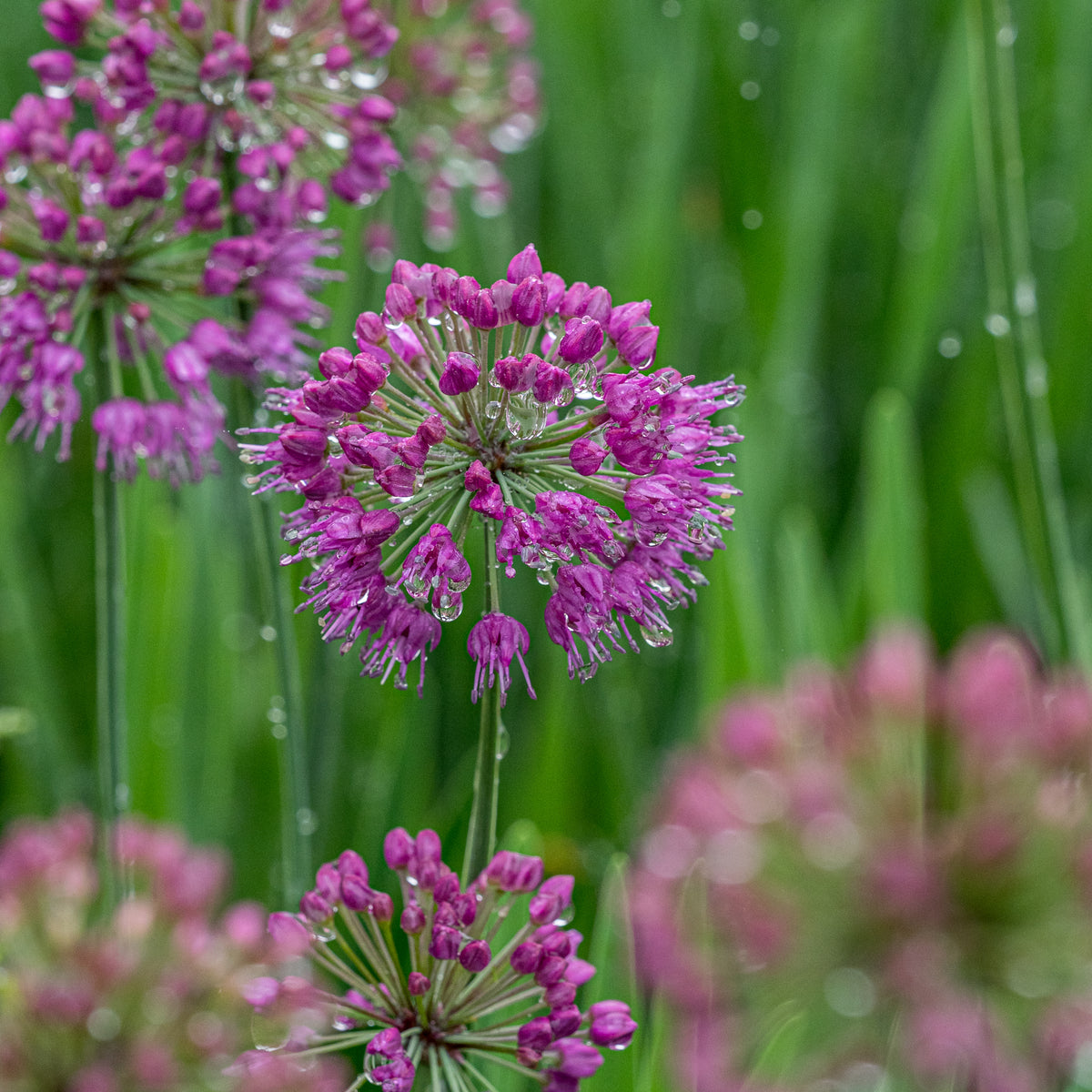 Allium 'Lavender Bubbles' - Hardy's Cottage Garden Plants