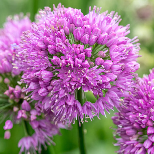 Allium 'Millennium' - Hardy's Cottage Garden Plants