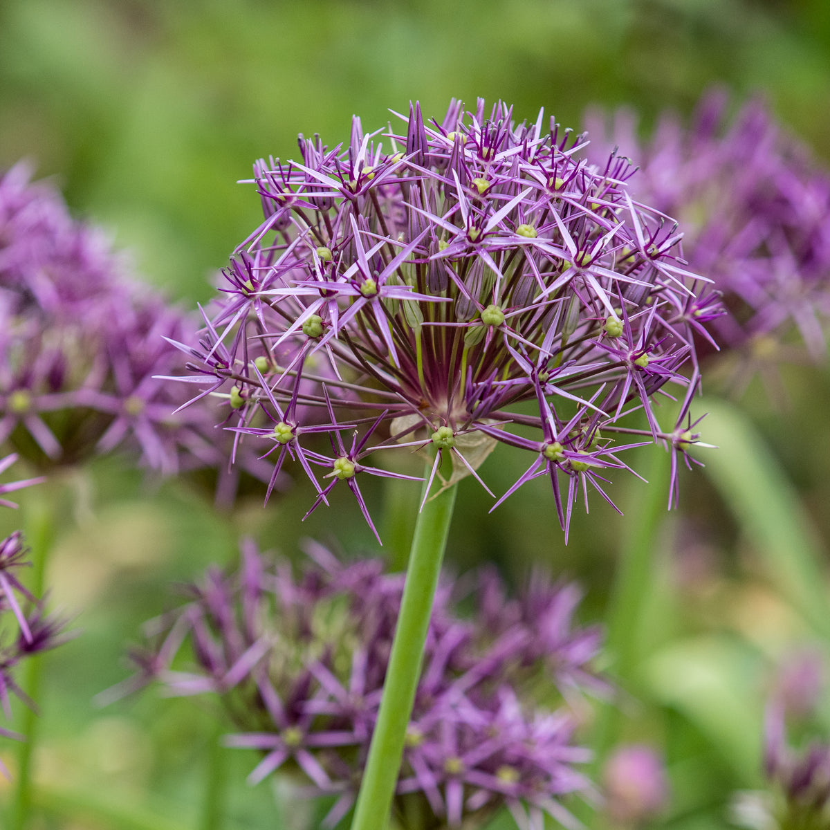 Allium cristophii - Hardy's Cottage Garden Plants