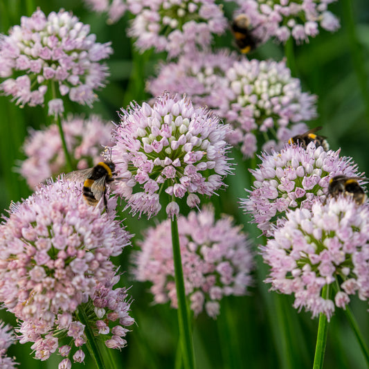 Allium lusitanicum - Hardy's Cottage Garden Plants