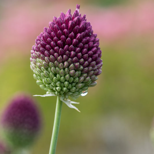 Allium sphaerocephalon - Hardy's Cottage Garden Plants
