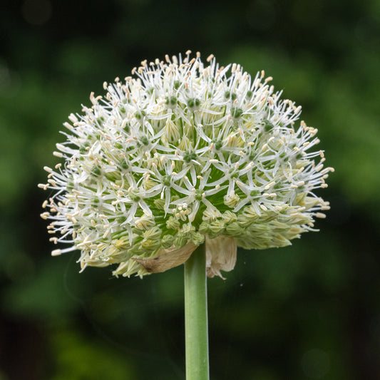 Allium stipitatum 'Mount Everest' - Hardy's Cottage Garden Plants