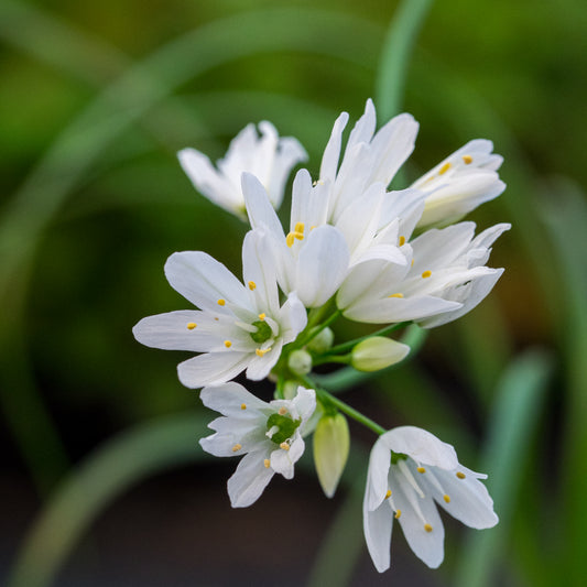 Allium zebdanense - Hardy's Cottage Garden Plants