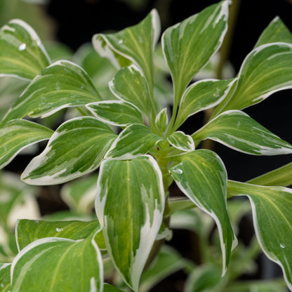Alstroemeria psittacina 'Royal Star' - Hardy's Cottage Garden Plants