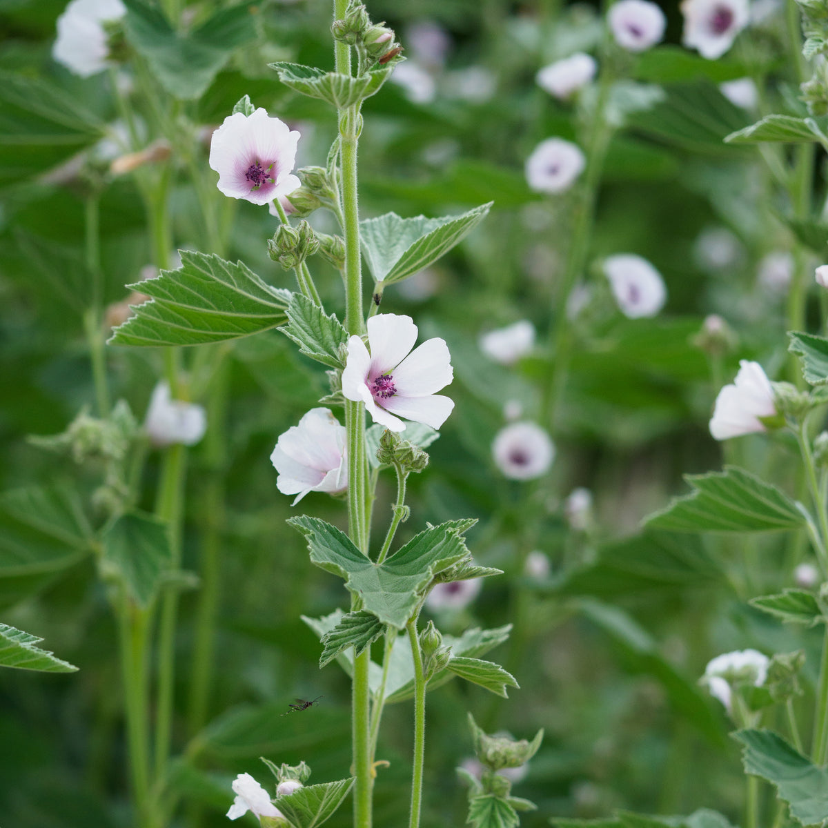 Althaea officinalis - Hardy's Cottage Garden Plants