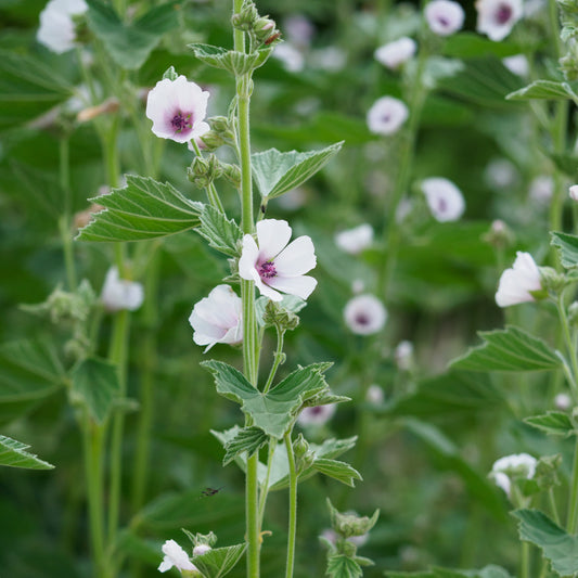 Althaea officinalis - Hardy's Cottage Garden Plants