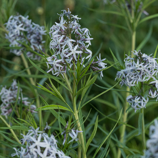 Amsonia 'Ernst Pagels' - Hardy's Cottage Garden Plants