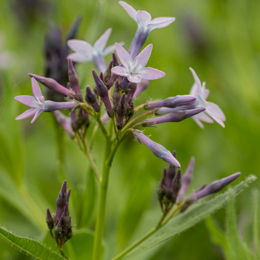Amsonia orientalis - Hardy's Cottage Garden Plants