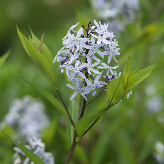 Amsonia ciliata - Hardy's Cottage Garden Plants