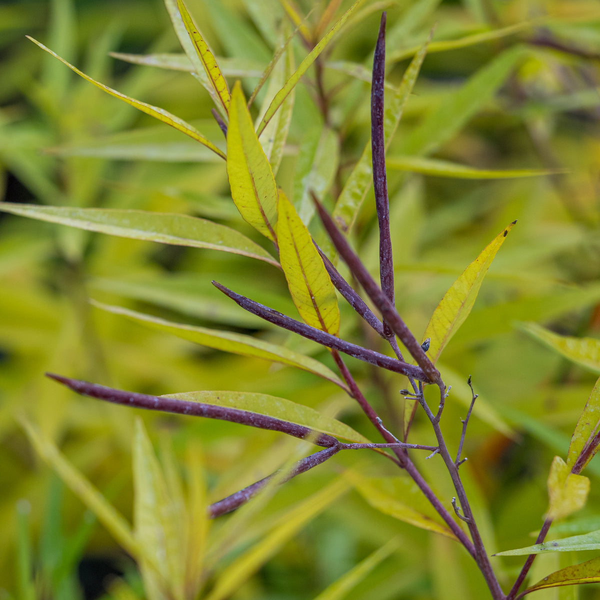 Amsonia illustris - Hardy's Cottage Garden Plants