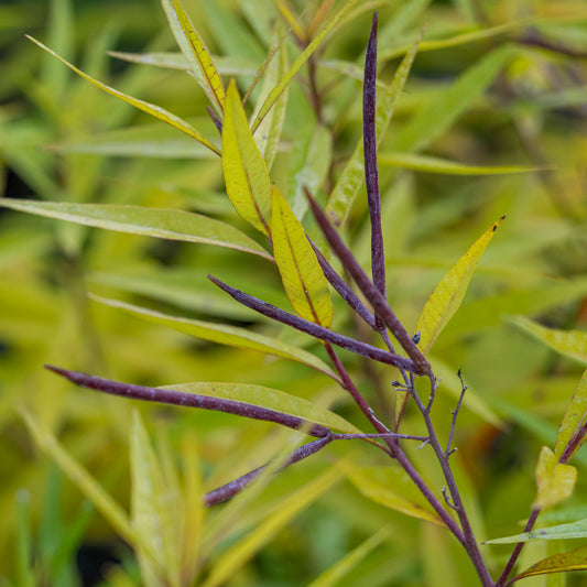 Amsonia illustris - Hardy's Cottage Garden Plants