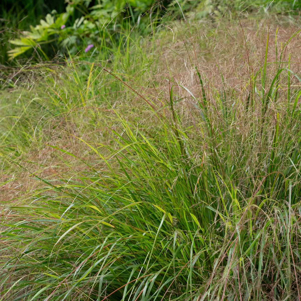 Anemanthele lessoniana - Hardy's Cottage Garden Plants