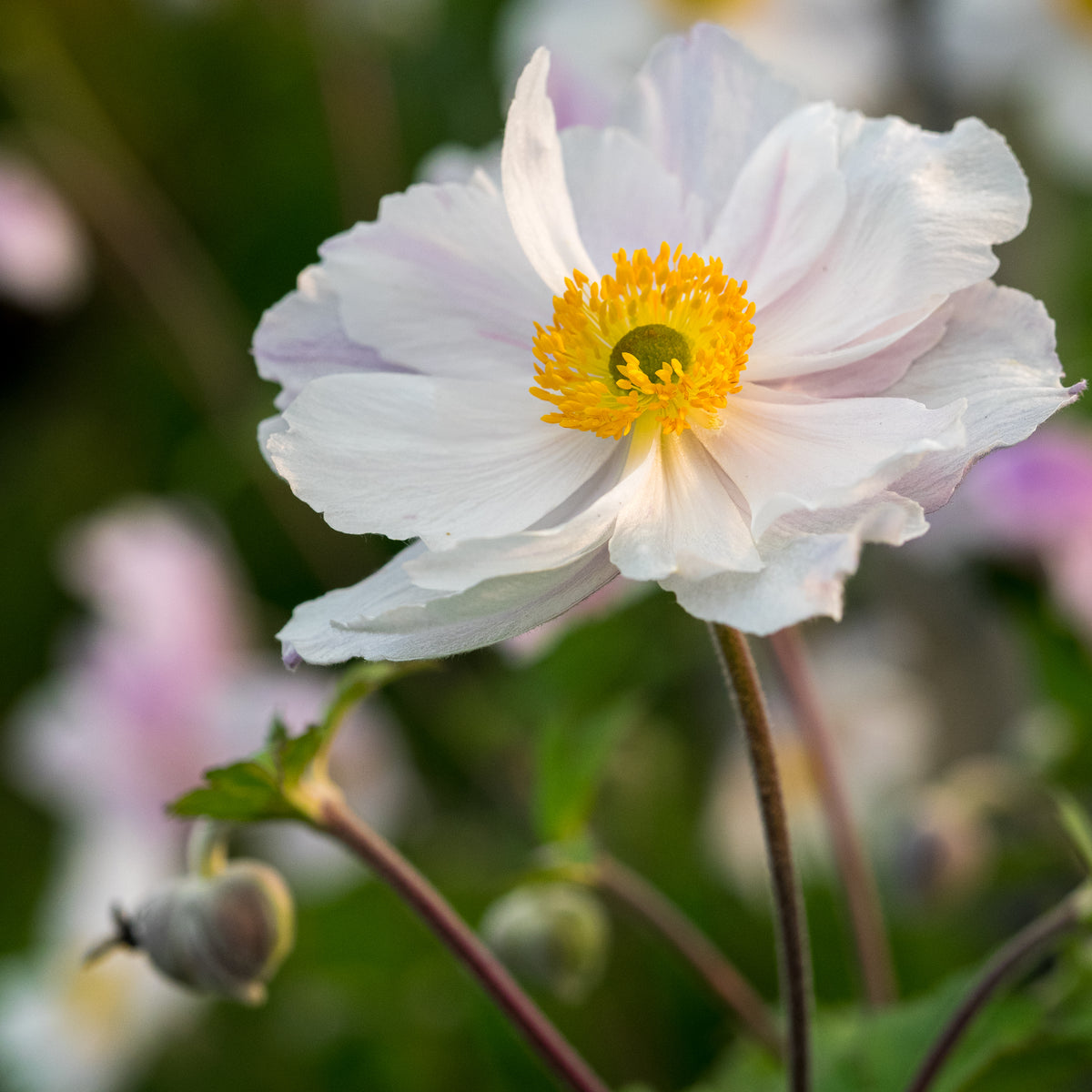 Anemone Dreaming Swan ('Macane004'PBR) - Hardy's Cottage Garden Plants