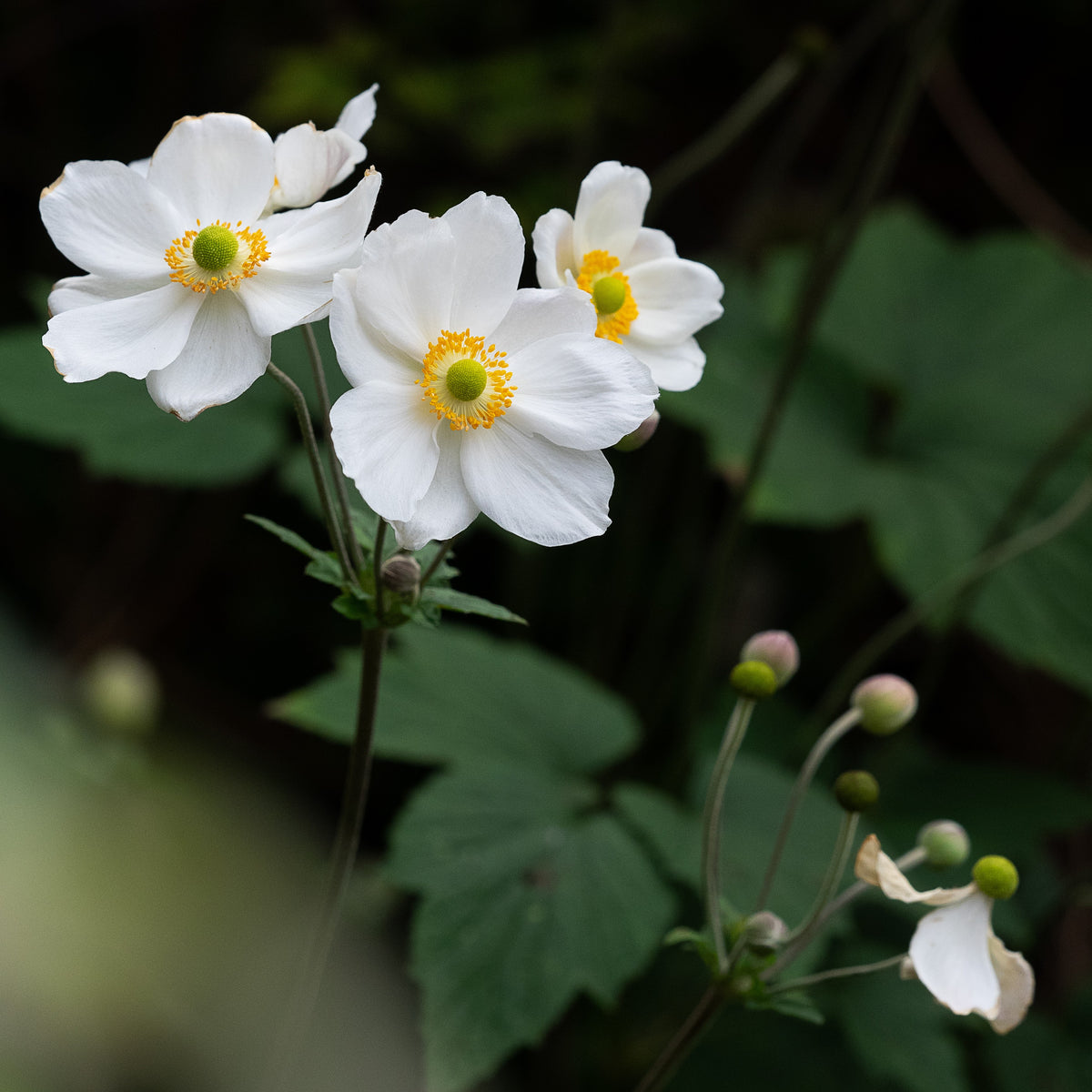 Anemone x hybrida 'Honorine Jobert' - Hardy's Cottage Garden Plants