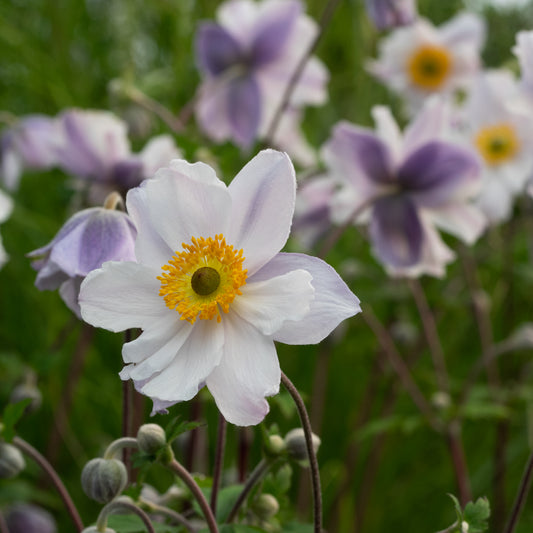 Anemone Ruffled Swan ('Macane007'PBR) - Hardy's Cottage Garden Plants