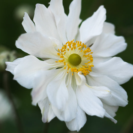 Anemone x hybrida 'Whirlwind' - Hardy's Cottage Garden Plants