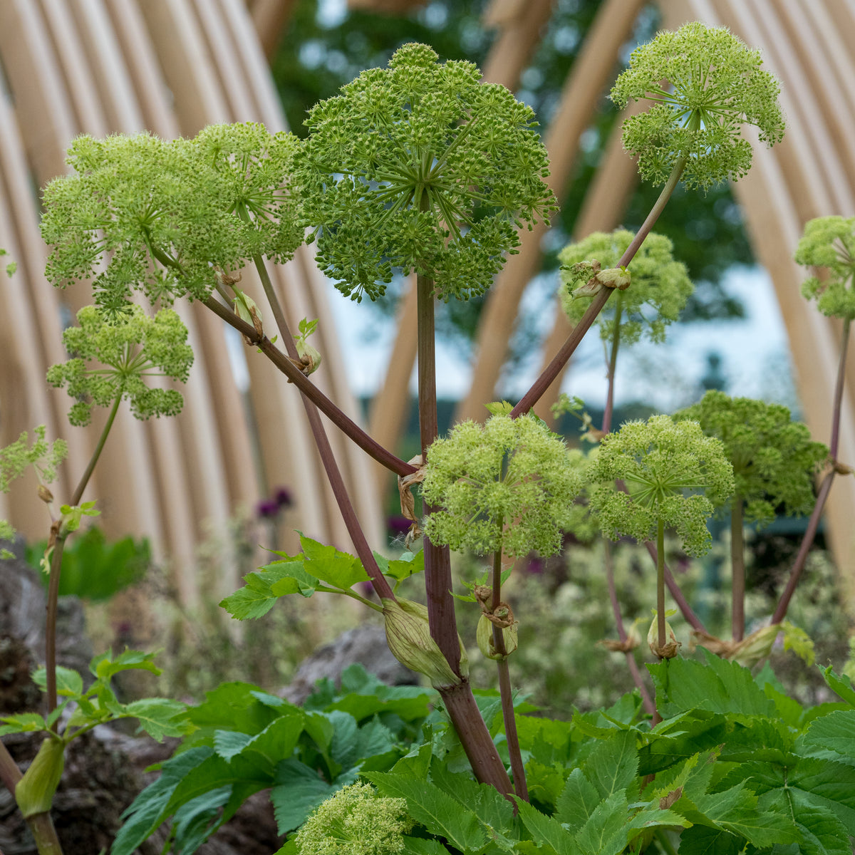 Angelica archangelica - Hardy's Cottage Garden Plants