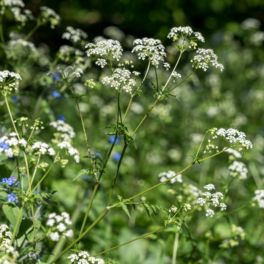 Anthriscus sylvestris - Hardy's Cottage Garden Plants