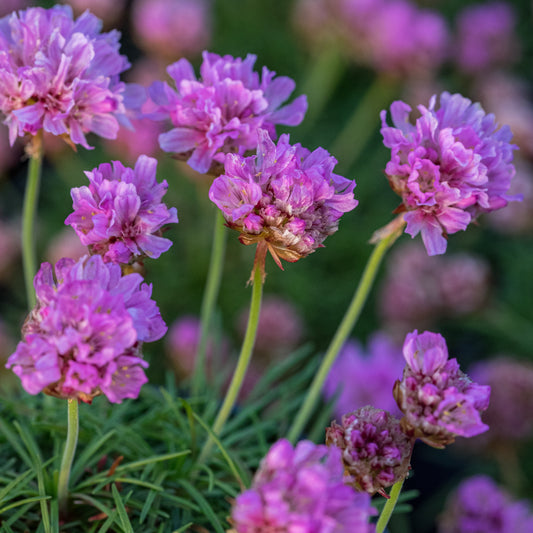 Armeria caespitosa 'Bevan's Variety' - Hardy's Cottage Garden Plants