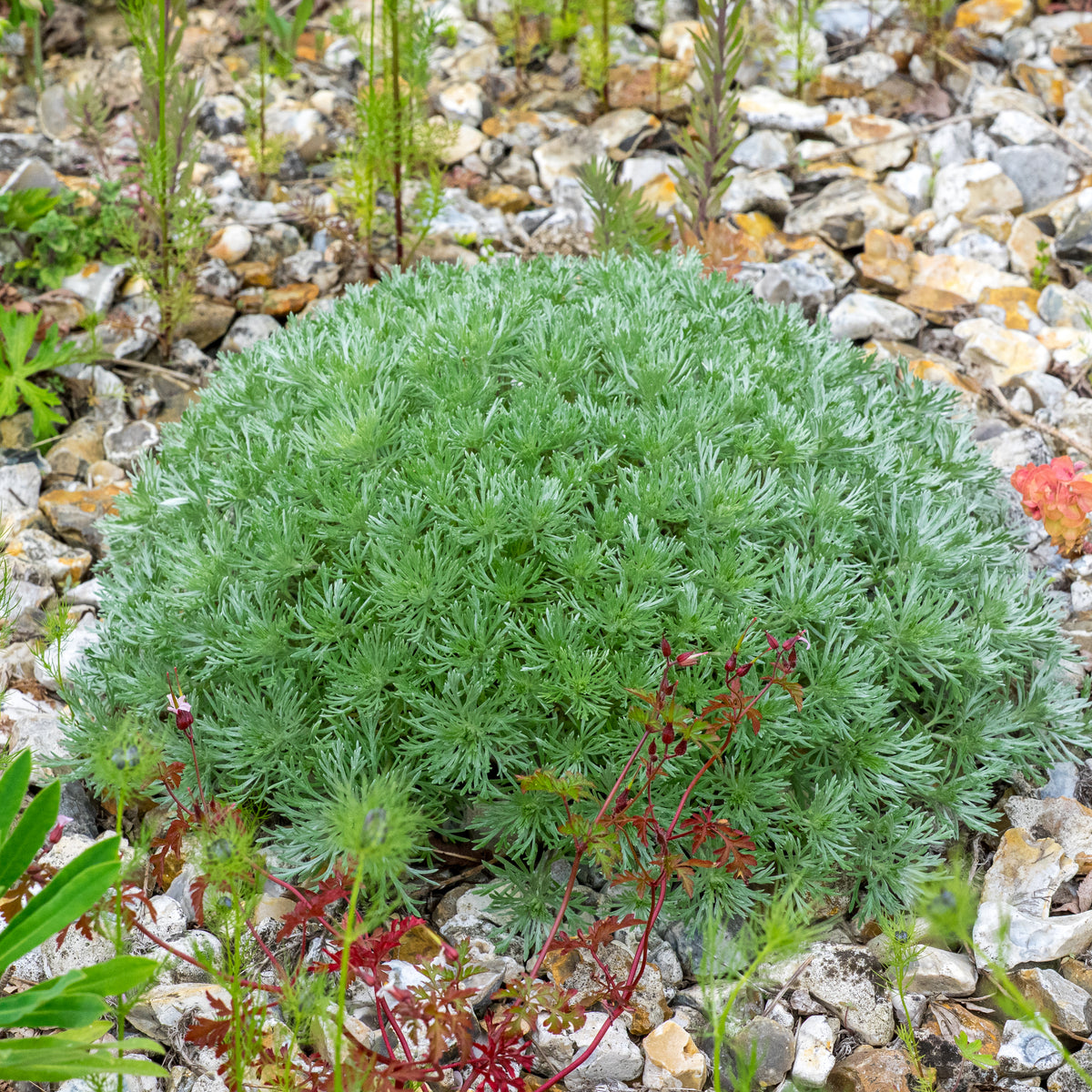 Artemisia schmidtiana 'Nana' - Hardy's Cottage Garden Plants