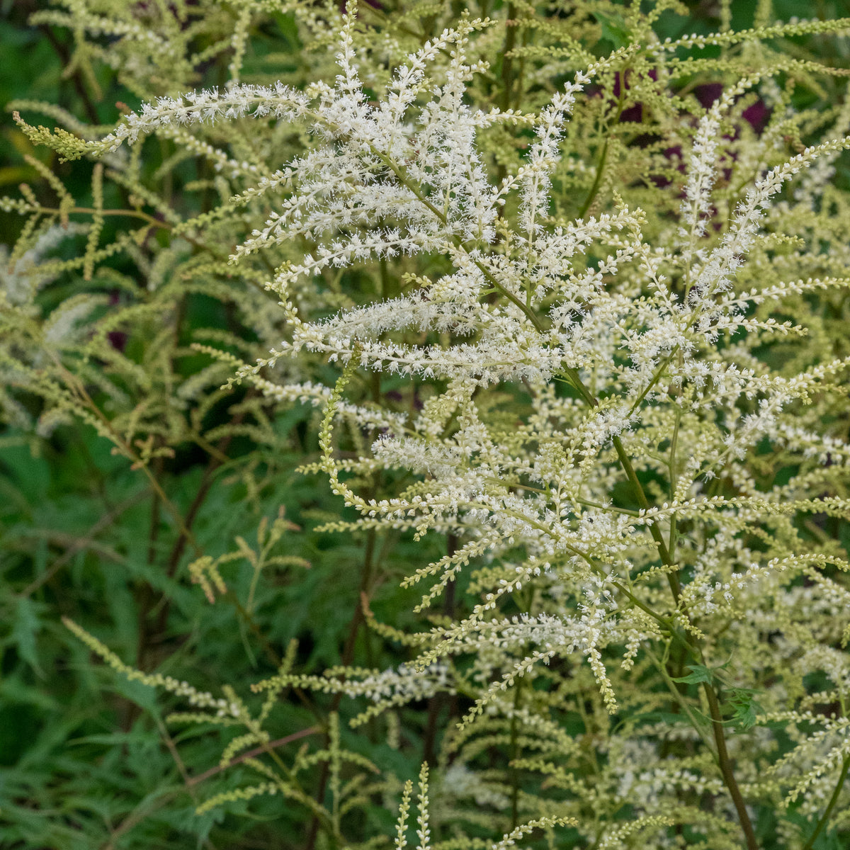Aruncus dioicus 'Kneiffii' - Hardy's Cottage Garden Plants